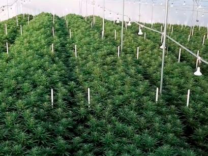 greenhouse with rows of cannabis plans