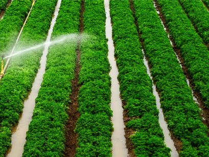 rows of crops with a sprinkler