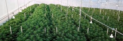 greenhouse with rows of cannabis plans