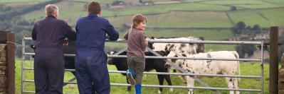 farm with cows